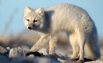 夏天的狐狸在线观看,在线重温经典动画